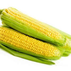 Екселент F1 - кукурудза цукрова, 25000 сем, (Lark Seeds) фото, цiна